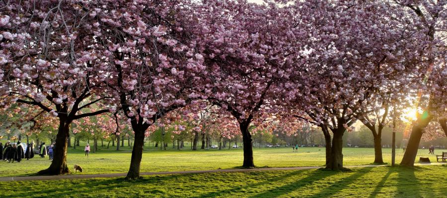 Cherry blossom trees in Edinburgh's meadows in spring