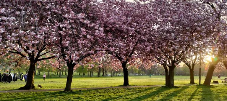 Cherry blossom trees in Edinburgh's meadows in spring